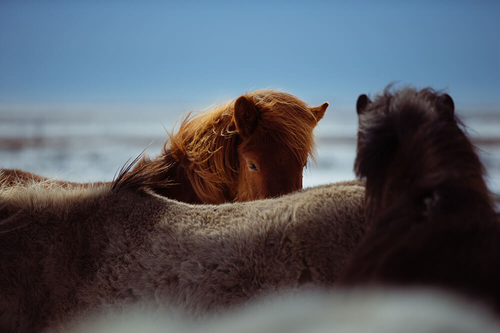 Fragments of Iceland